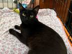 Adopt Sweetie a Domestic Shorthair / Mixed (short coat) cat in Alpharetta