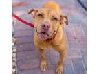Adopt Ginny a Brown/Chocolate Terrier (Unknown Type, Small) / American Pit Bull