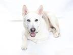 Adopt BANJO a German Shepherd Dog