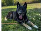 Adopt ARIES a German Shepherd Dog