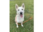 Adopt PANCAKE a German Shepherd Dog, Mixed Breed