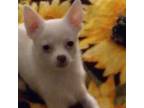 Chihuahua Puppy for sale in Woodstock, GA, USA