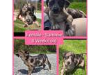 Catahoula Leopard Dog Puppy for sale in Hillsboro, OH, USA