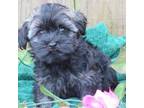 Havanese Puppy for sale in Harrison, AR, USA