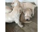 Golden Retriever Puppy for sale in Greeley, CO, USA