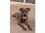 Adopt TITAN a Brindle American Staffordshire Terrier / Mixed dog in San Antonio