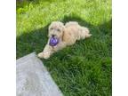 Goldendoodle Puppy for sale in Los Angeles, CA, USA