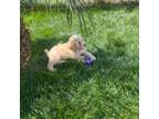 Goldendoodle Puppy for sale in Los Angeles, CA, USA