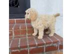 Goldendoodle Puppy for sale in Los Angeles, CA, USA