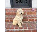 Goldendoodle Puppy for sale in Los Angeles, CA, USA