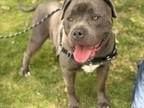 Adopt CHUBBERS a Staffordshire Bull Terrier, Mixed Breed