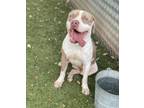 Adopt GUCCI a Brown/Chocolate - with White American Pit Bull Terrier / Mixed dog