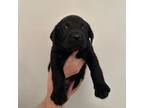 Labrador Retriever Puppy for sale in Lexington, SC, USA