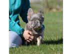French Bulldog Puppy for sale in Winnetka, IL, USA