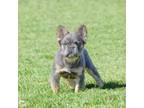 French Bulldog Puppy for sale in Winnetka, IL, USA