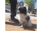 Pomeranian Puppy for sale in Atlanta, GA, USA