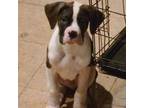 Boxer Puppy for sale in Oak Park, MI, USA