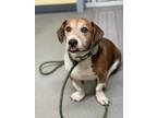 Adopt Lola (Senior in Foster) a Beagle / Basset Hound / Mixed dog in New