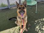 Adopt MAX a German Shepherd Dog