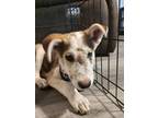 Adopt Charlie Brown a Cattle Dog dog in modesto, CA (38369739)