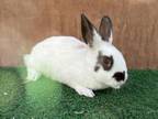 Adopt SPECKLES a Bunny Rabbit