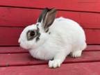 Adopt IRISH a Bunny Rabbit