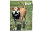 Adopt Bandit2 a Labrador Retriever dog in Maryville, TN (38538319)