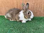 Adopt FLOWER a Bunny Rabbit