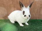 Adopt DONALD a Bunny Rabbit