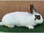 Adopt BAMBI a Bunny Rabbit