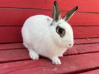 Adopt MCFLY a Bunny Rabbit