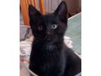 Adopt Cal's Pacheco a All Black Domestic Shorthair (short coat) cat in Los