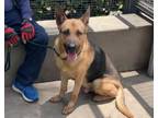 Adopt RILEY a German Shepherd Dog