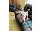 Adopt Rusty *In Foster Care* a Tan/Yellow/Fawn Havanese / Mixed dog in Auburn