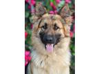 Adopt *Captain von Carlsberg a German Shepherd Dog