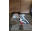 Adopt Zac a Tan/Yellow/Fawn - with White Labrador Retriever / Mixed dog in