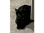Adopt Romeo a All Black American Shorthair / Mixed (short coat) cat in Marietta
