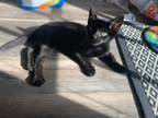 Adopt Carmalita a All Black Domestic Shorthair / Domestic Shorthair / Mixed cat