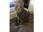Adopt Theo a Gray or Blue Domestic Shorthair / Mixed (short coat) cat in