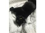 Adopt Eomer a All Black Domestic Shorthair / Mixed (short coat) cat in Spring