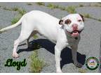 Adopt 23-07-2040a Lloyd a Pit Bull Terrier / Mixed dog in Dallas, GA (38579625)