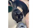 Adopt Daria a All Black Domestic Shorthair / Domestic Shorthair / Mixed cat in
