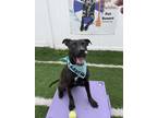 Adopt Angeliki a Black Mixed Breed (Large) / Mixed dog in Cincinnati