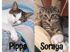 Adopt Pippa a White Domestic Shorthair / Domestic Shorthair / Mixed cat in