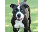 Adopt REGGIE a Pit Bull Terrier