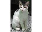 Adopt Lurch a White (Mostly) Domestic Shorthair (short coat) cat in Barnwell