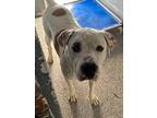 Adopt Alex a White Pit Bull Terrier / Mixed dog in Shawnee, OK (38424835)