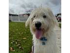 Adopt Archie a Labradoodle, Goldendoodle