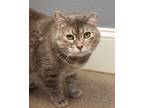 Adopt Margo a Domestic Shorthair / Mixed (short coat) cat in Boone
