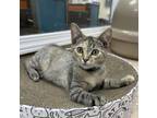 Adopt Capri a Brown Tabby Domestic Shorthair (short coat) cat in Virginia Beach